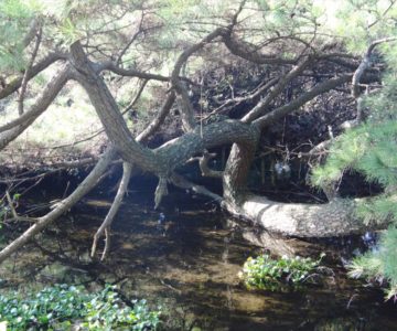 猛島神社の変な木