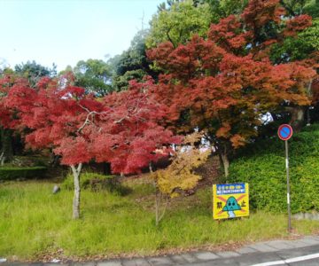 霊丘公園 紅葉