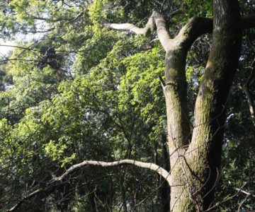 保存樹 杉の元スギ