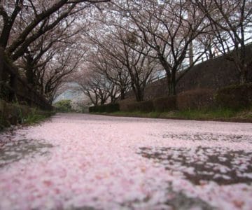 島原総合運動公園 桜