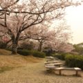 島原総合運動公園 桜