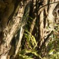 ひょうたん池公園 アコウの木