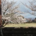 ひょうたん池公園 桜