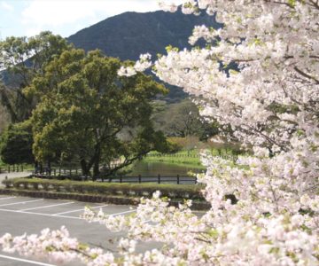 ひょうたん池公園 桜