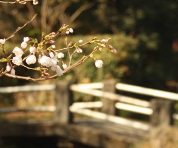 霊丘神社 桜