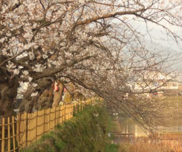 島原城 桜
