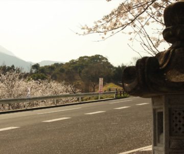 折橋神社 桜