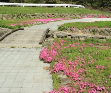しまばら火張山花公園 芝桜