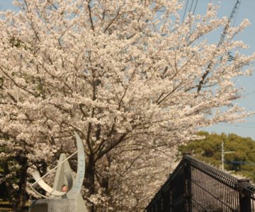 島原総合運動公園 多目的芝生広場 桜