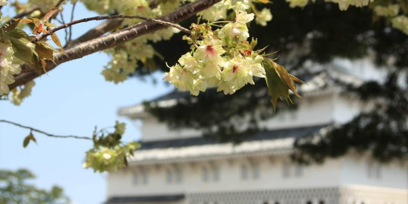 島原城 緑の桜