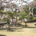 島原総合運動公園 多目的芝生広場 桜