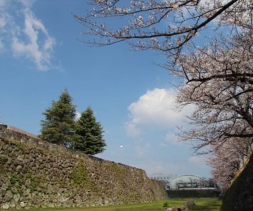 島原城　桜