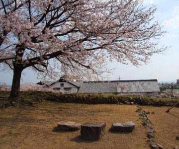 島原城　桜