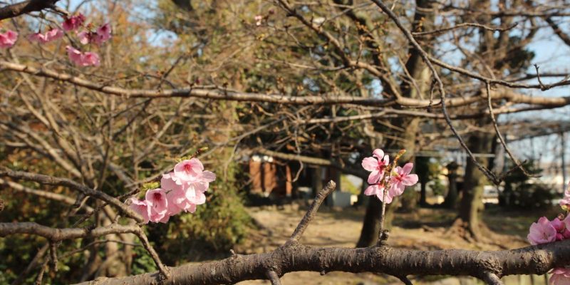熊野神社　桜