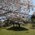 島原総合運動公園　桜
