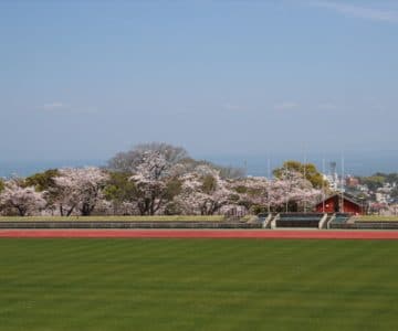 島原陸上競技場　桜