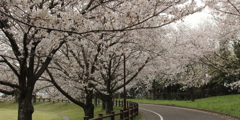 ひょうたん池公園　桜