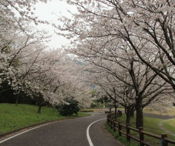 ひょうたん池公園　桜