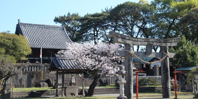霊丘神社　桜