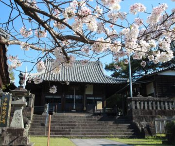 霊丘神社　桜