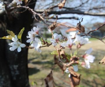 桜の狂い咲き！外港公園