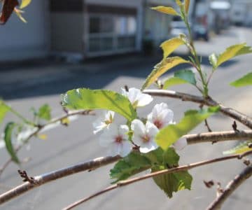 桜の狂い咲き！外港公園