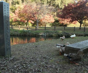 ひょうたん池公園　鴨