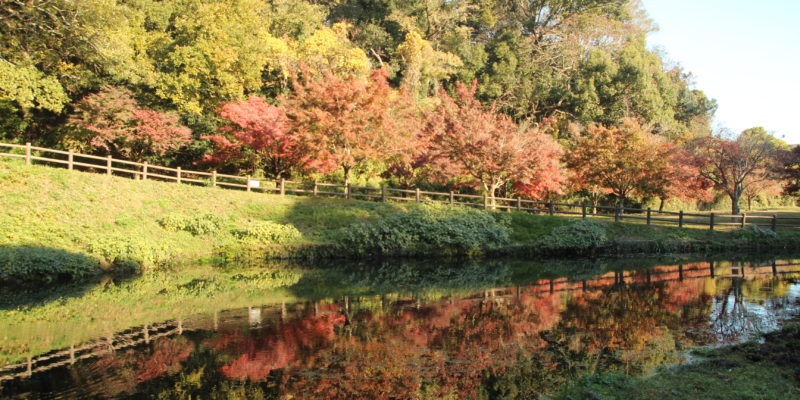 ひょうたん池公園　紅葉