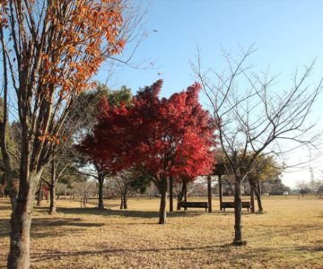 ひょうたん池公園　紅葉