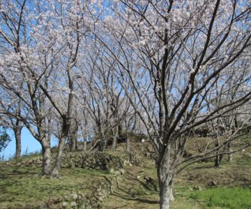 日野江城　桜