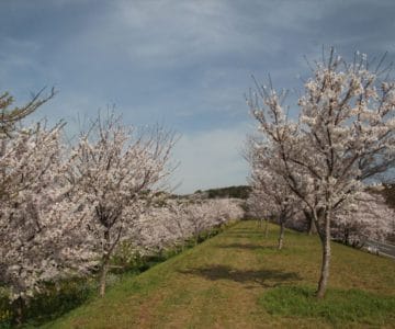 しまばら火張山花公園　桜