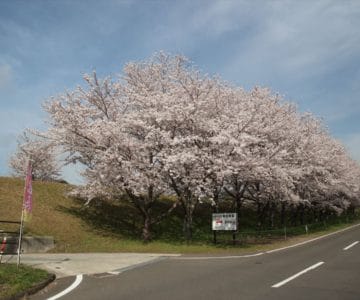 しまばら火張山花公園　桜