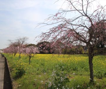 しまばら火張山花公園　菜の花　桜