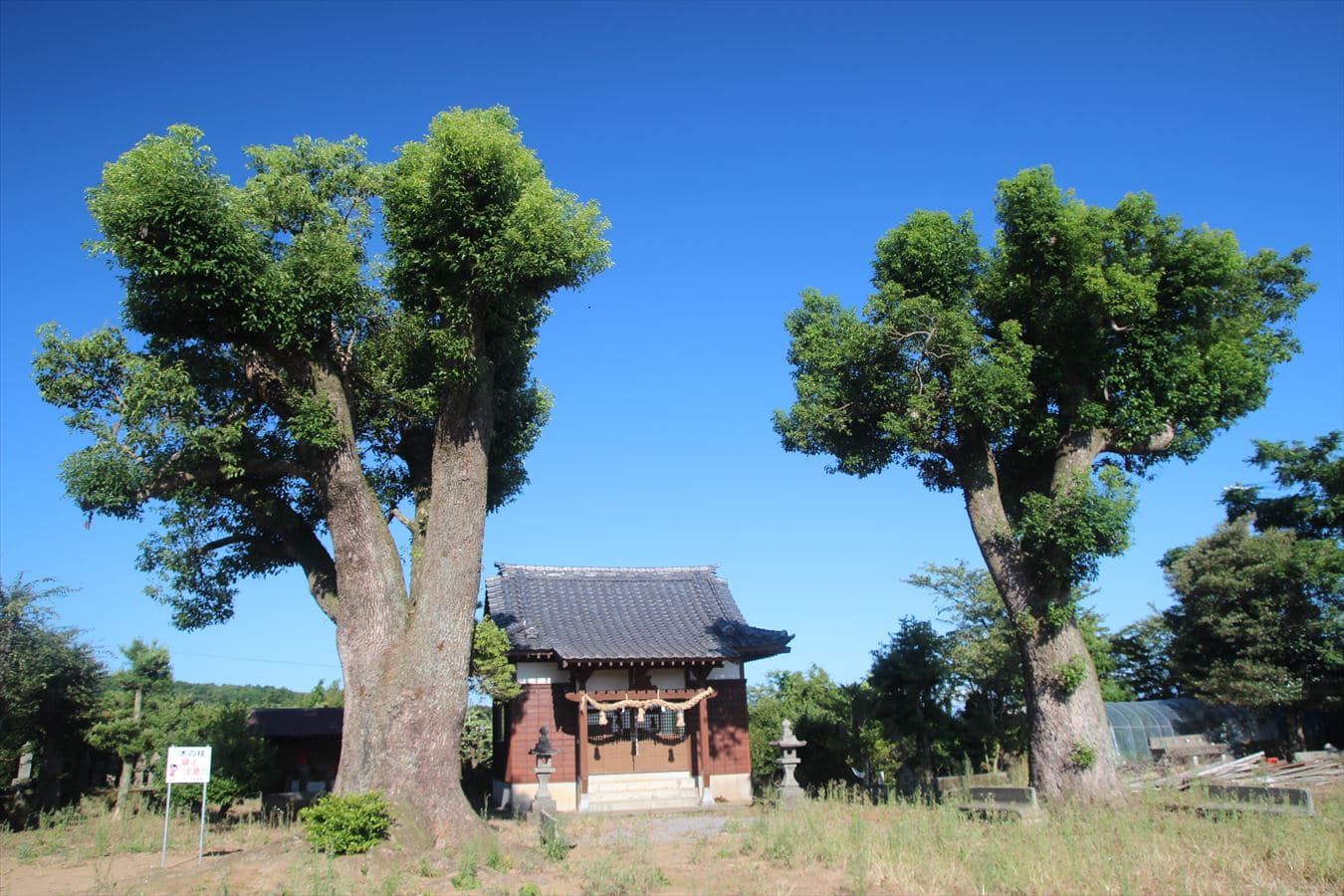 山ノ上神社　神木　拝殿