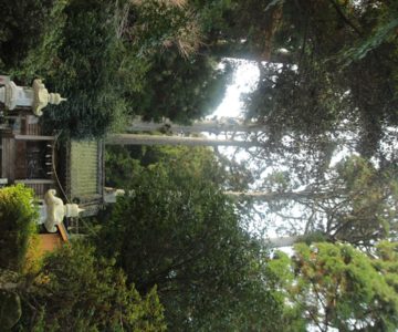 鳥兎神社　拝殿と神木