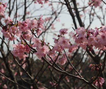 島原総合運動公園　桜