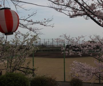 島原市営球場 桜