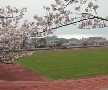 島原陸上競技場 桜