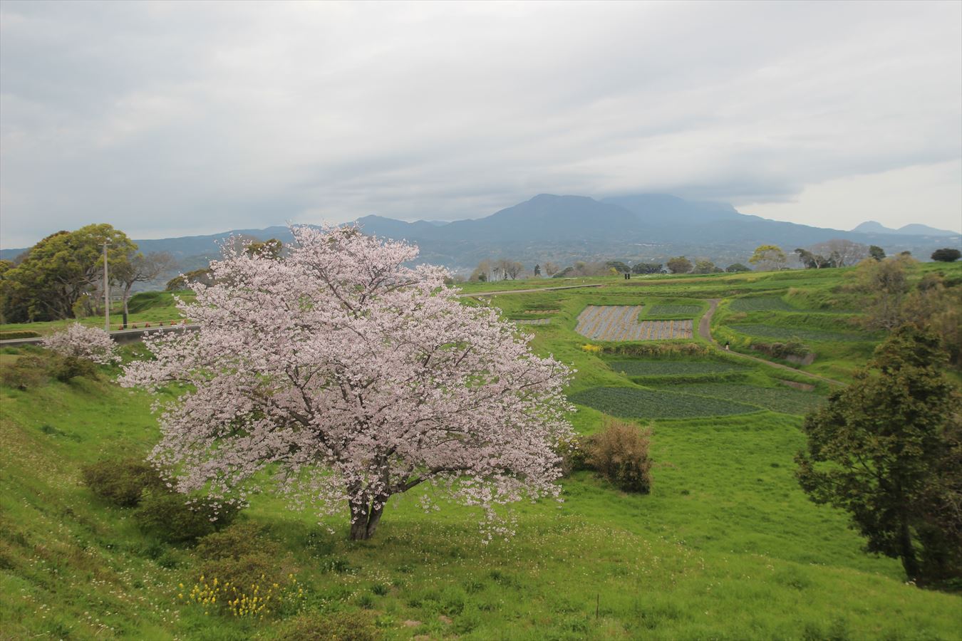 原城　桜