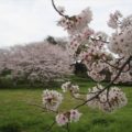日野江城　桜