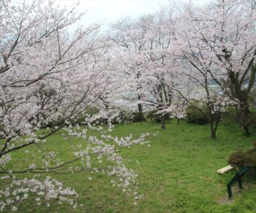 日野江城跡　桜