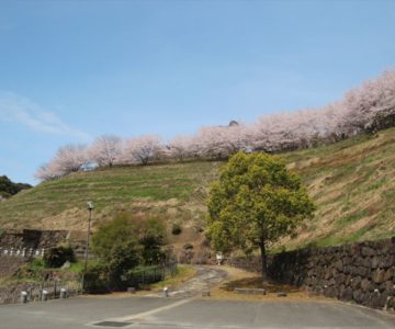 みそ五郎公園　桜