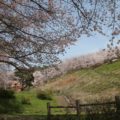 みそ五郎公園　桜