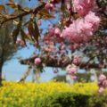 有明の森フラワー公園　八重桜