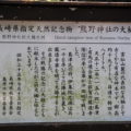 温泉熊野神社　大楠