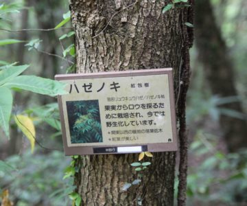 眉山の森遊歩道　ハセノキ