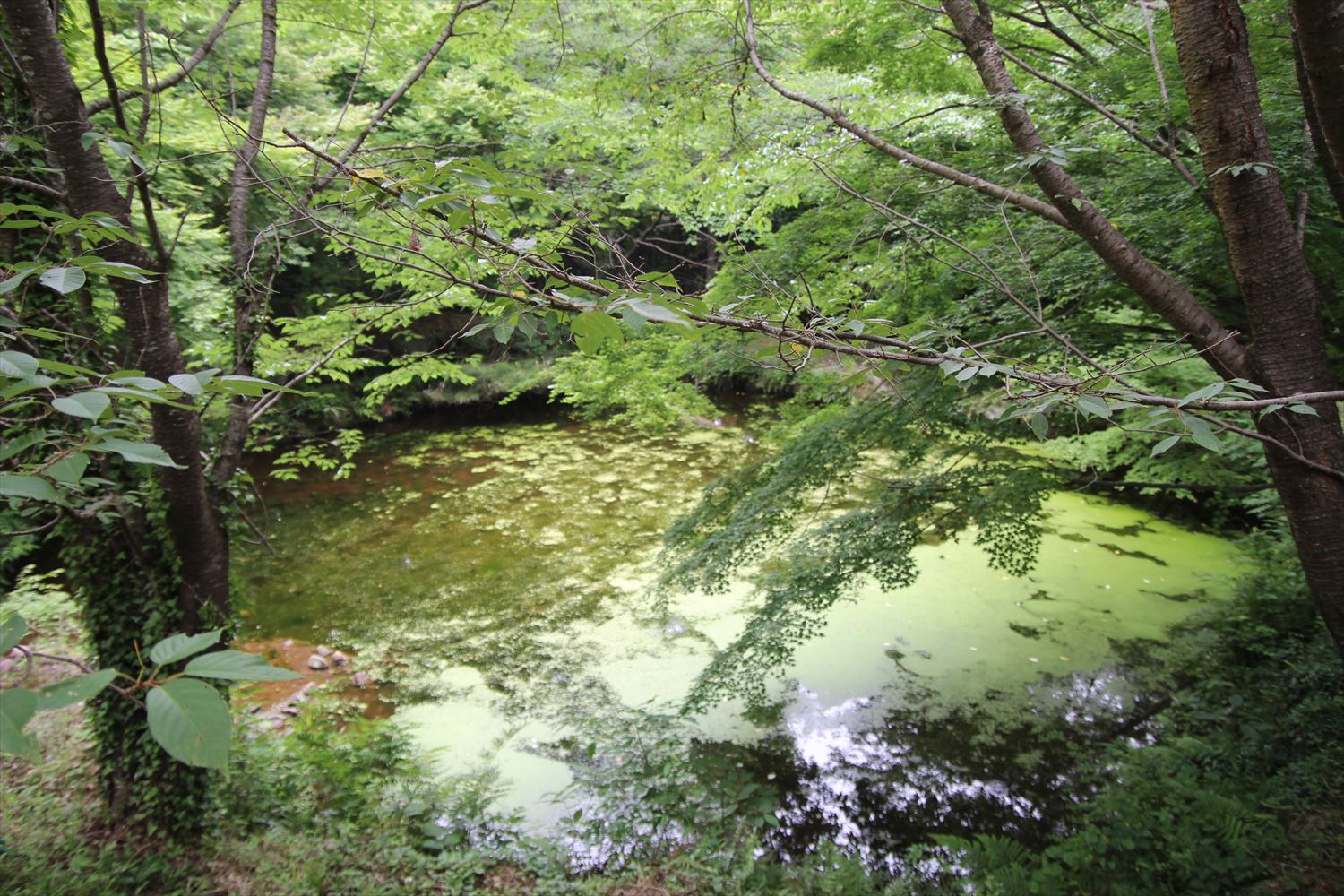 眉山の森遊歩道　池