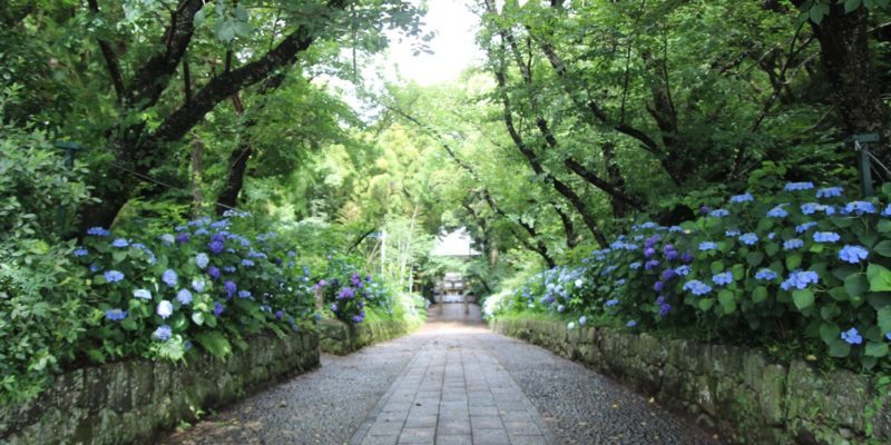 八幡神社　紫陽花の参道