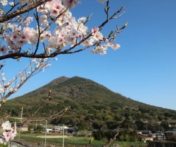 桜と眉山