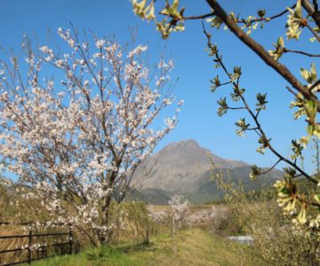 桜と平成新山